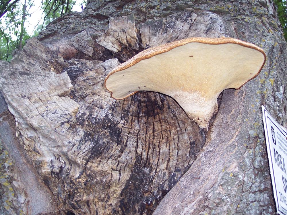 Polyporus squamosus ??? (Bondarzewia montana)